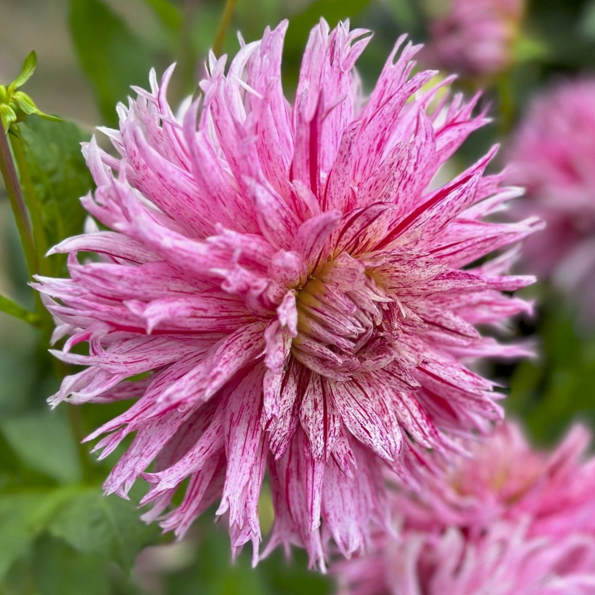 Dahlia 'Hollyhill Candy Stripe'