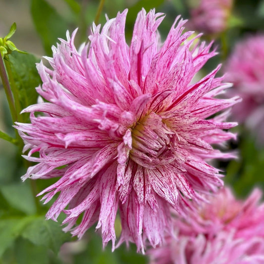 Dahlia 'Hollyhill Candy Stripe'