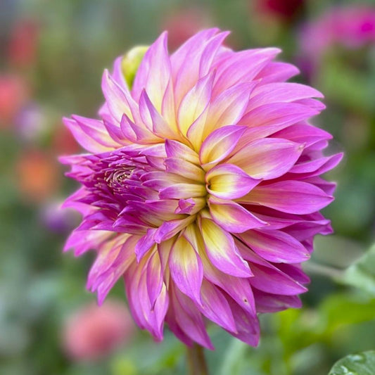 Dahlia 'Hollyhill Gloria'