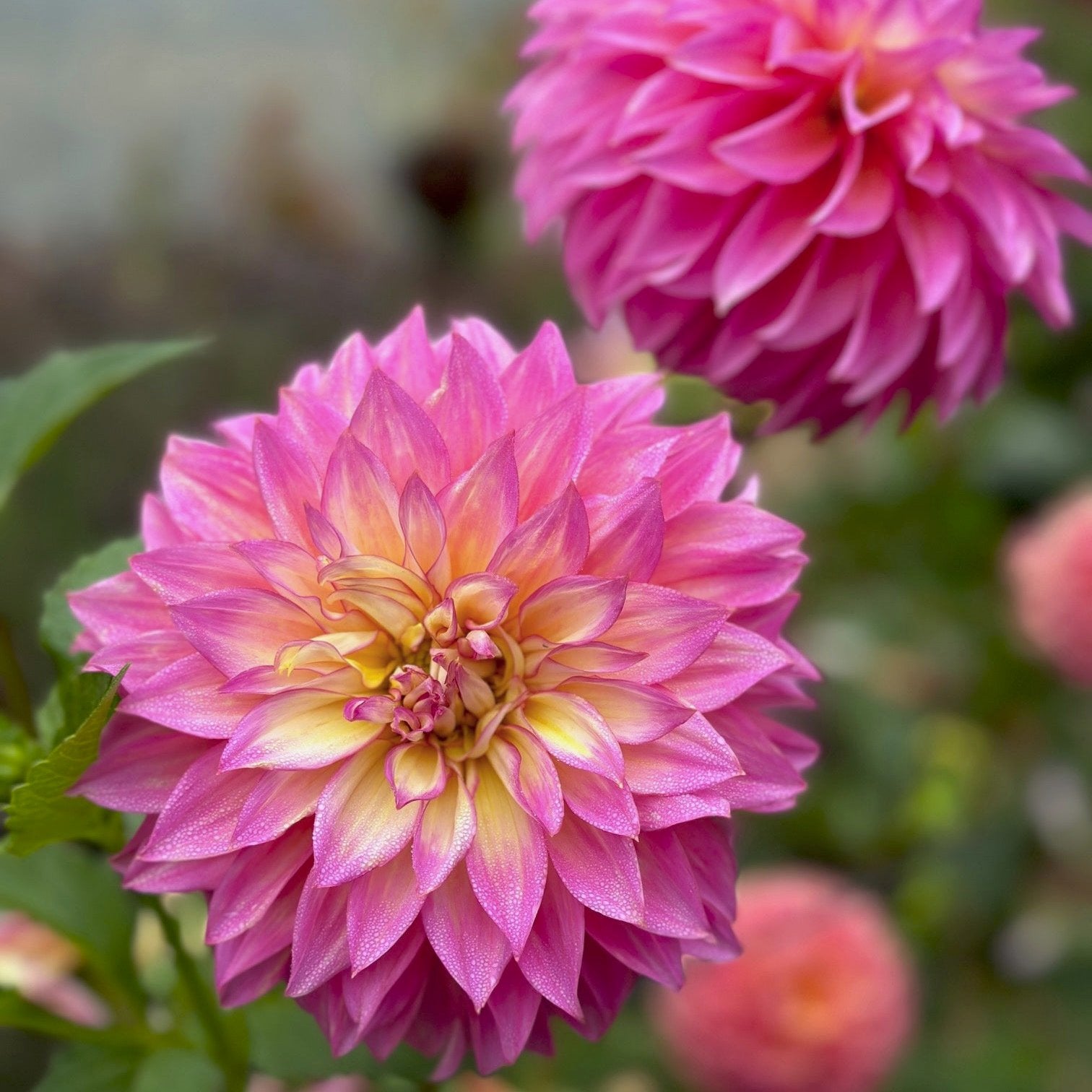 Dahlia 'Hollyhill Gloria'