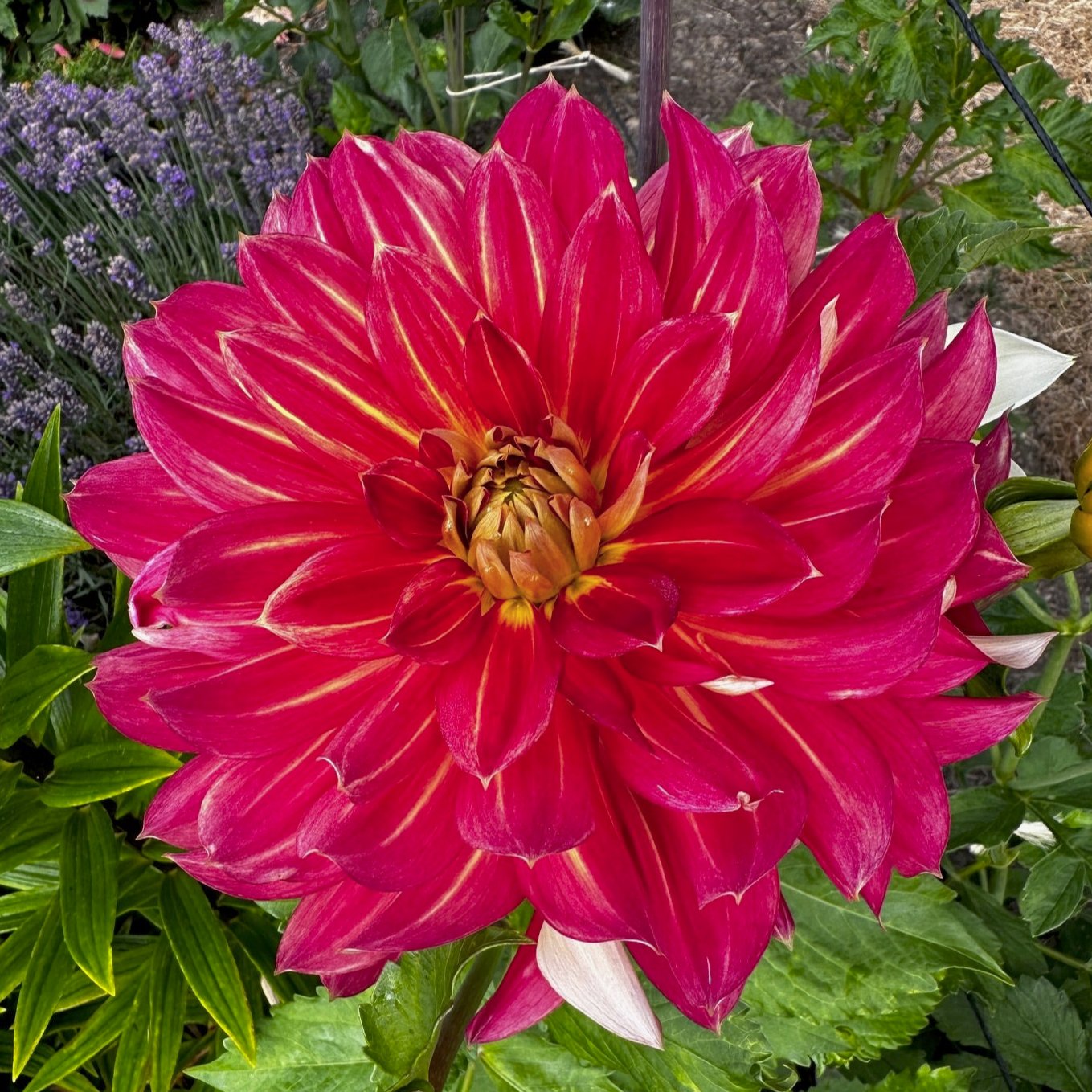 Dahlia 'Hometown Hero'