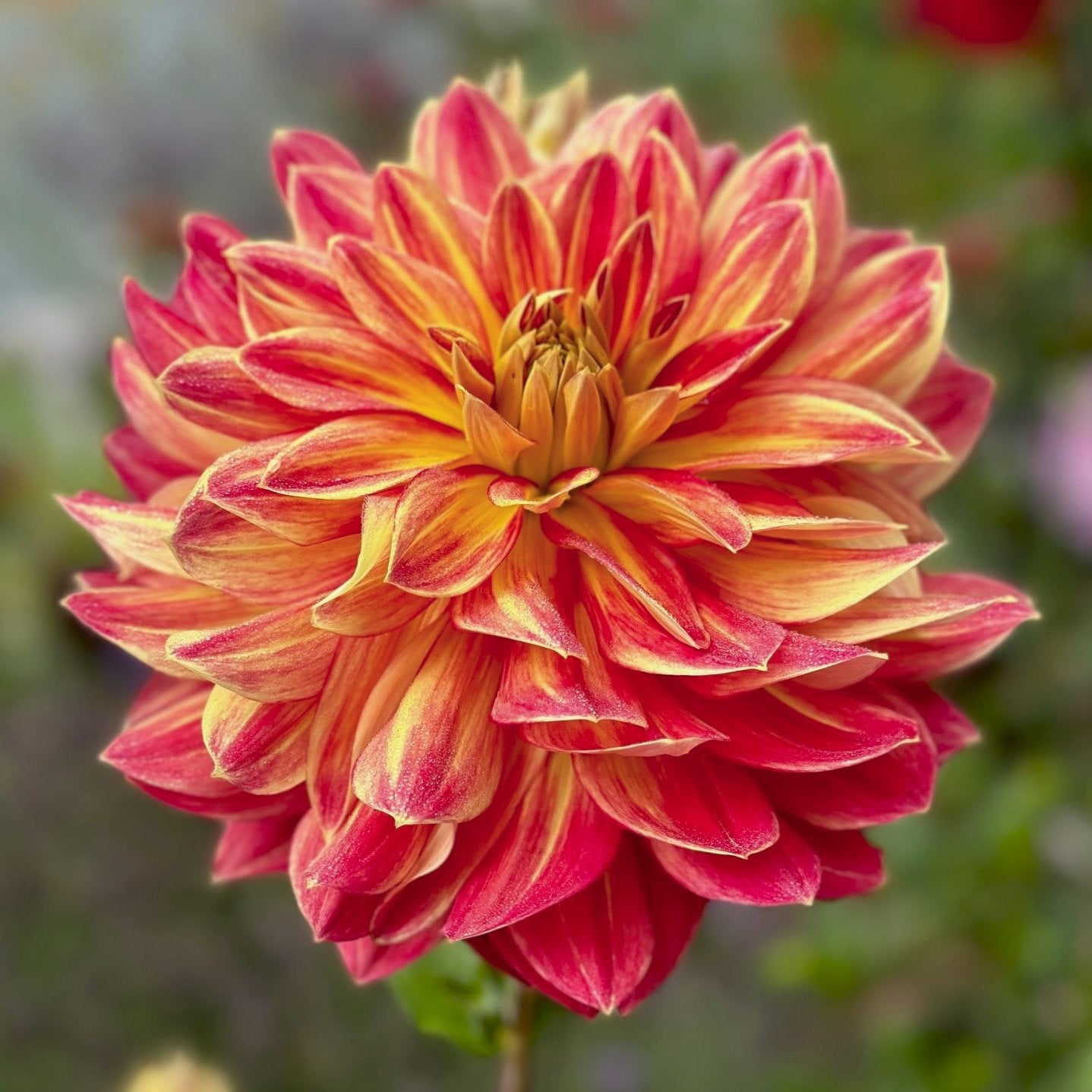 Dahlia 'Hometown Hero'
