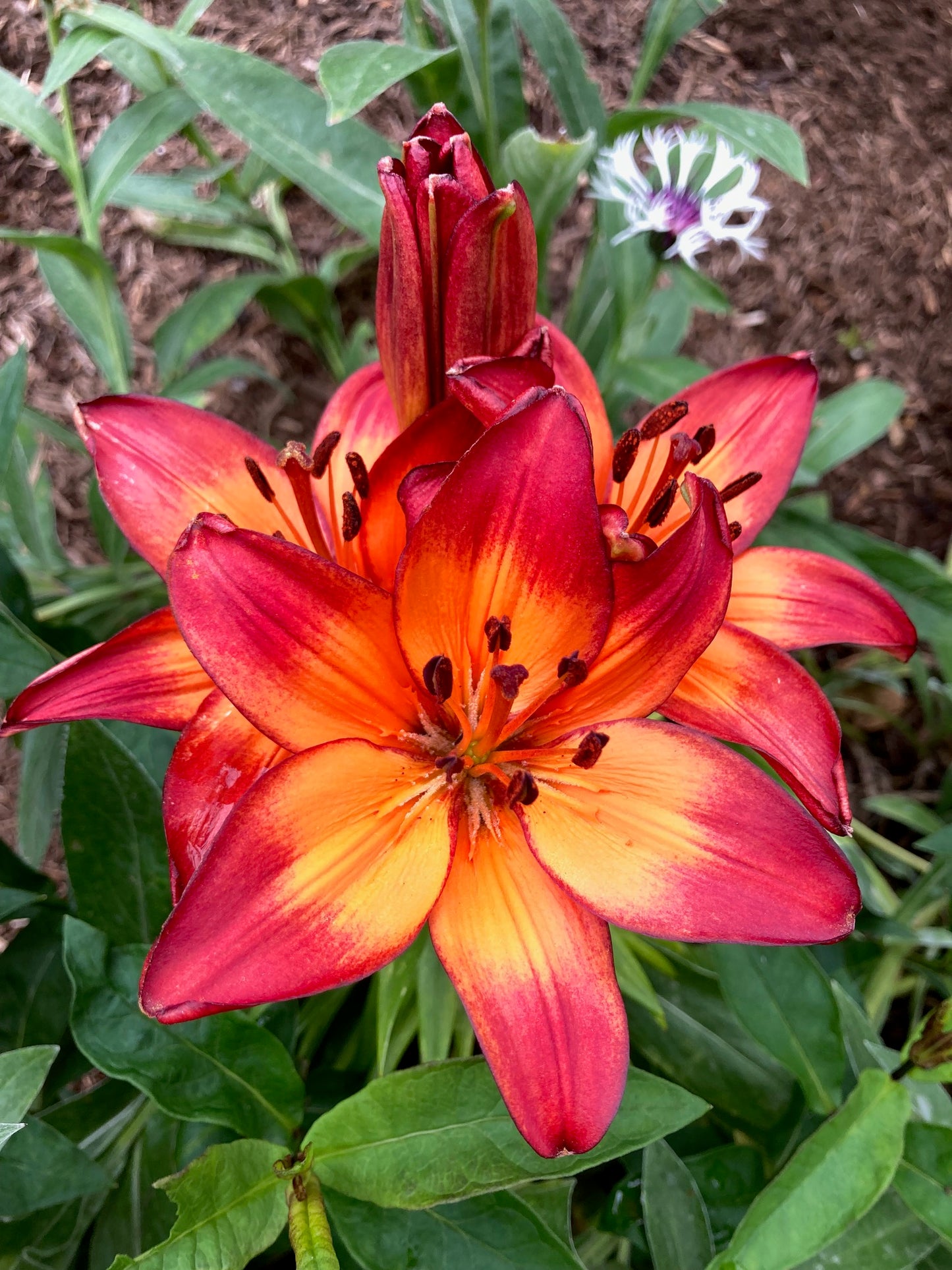Asiatic Lily Bulbs
