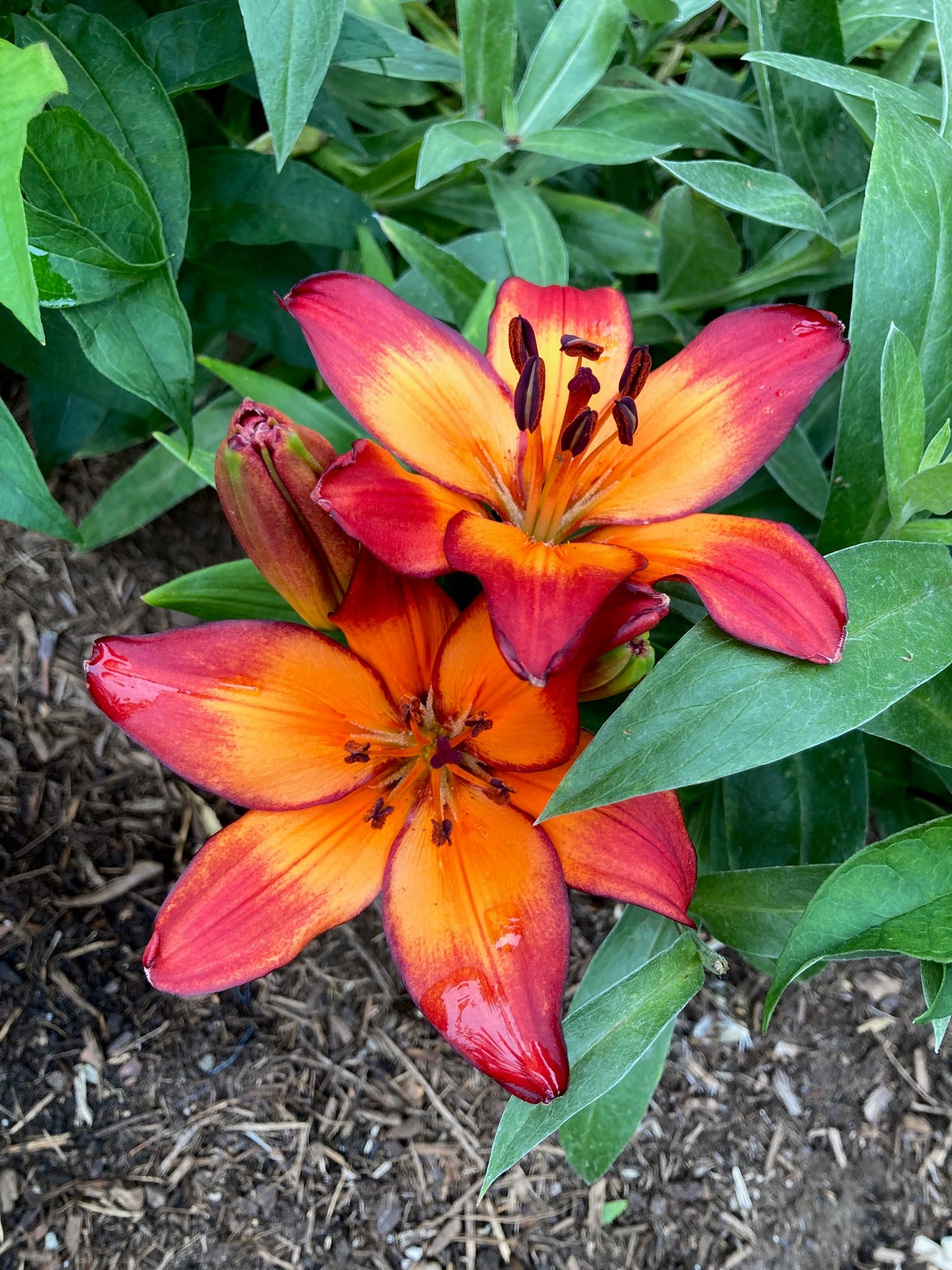 Asiatic Lily Bulbs