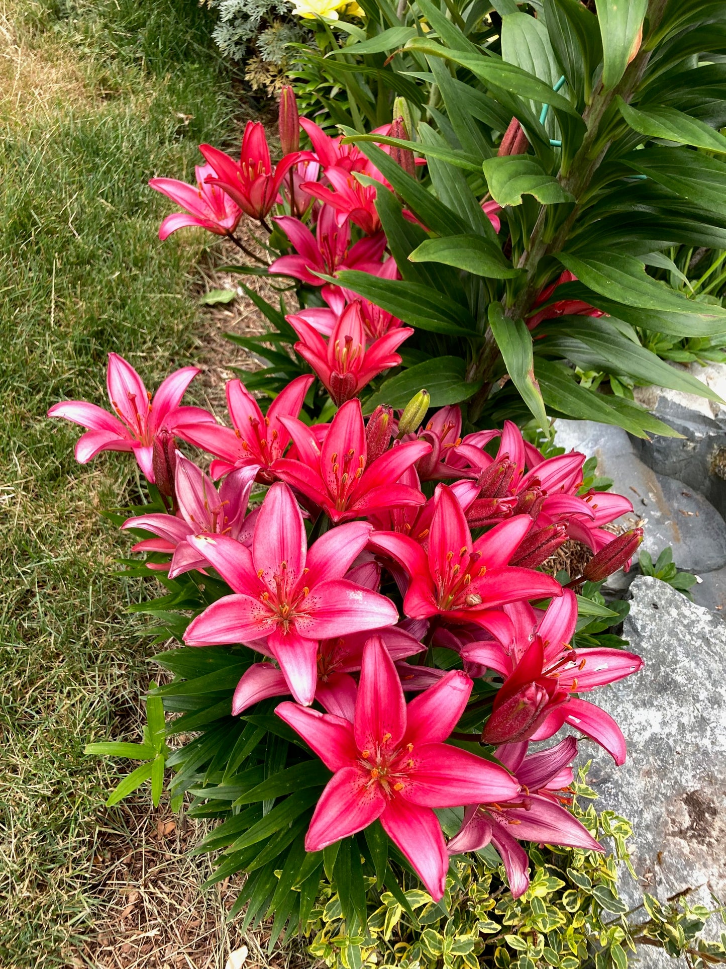 Asiatic Lily Bulbs