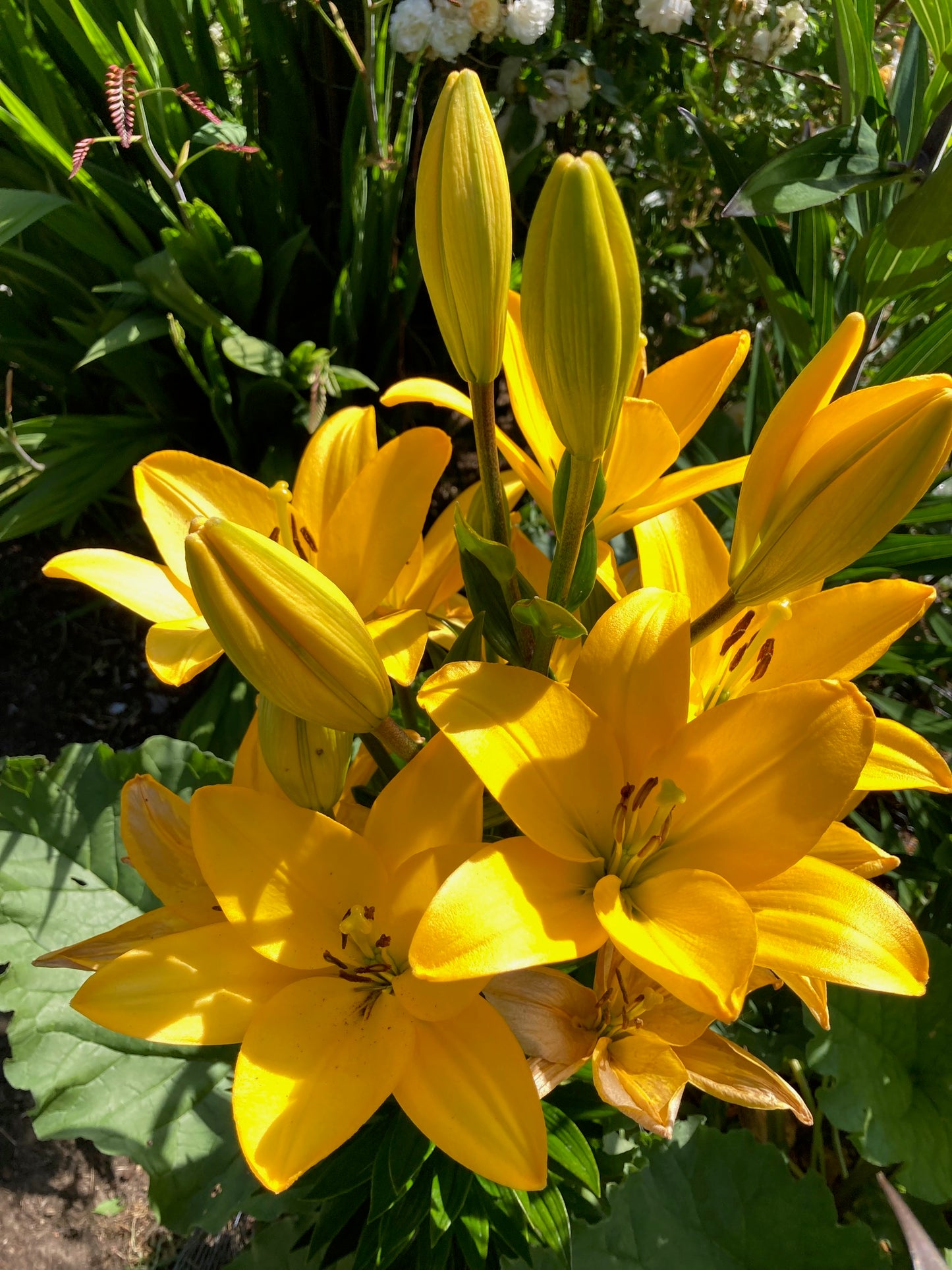 Asiatic Lily Bulbs