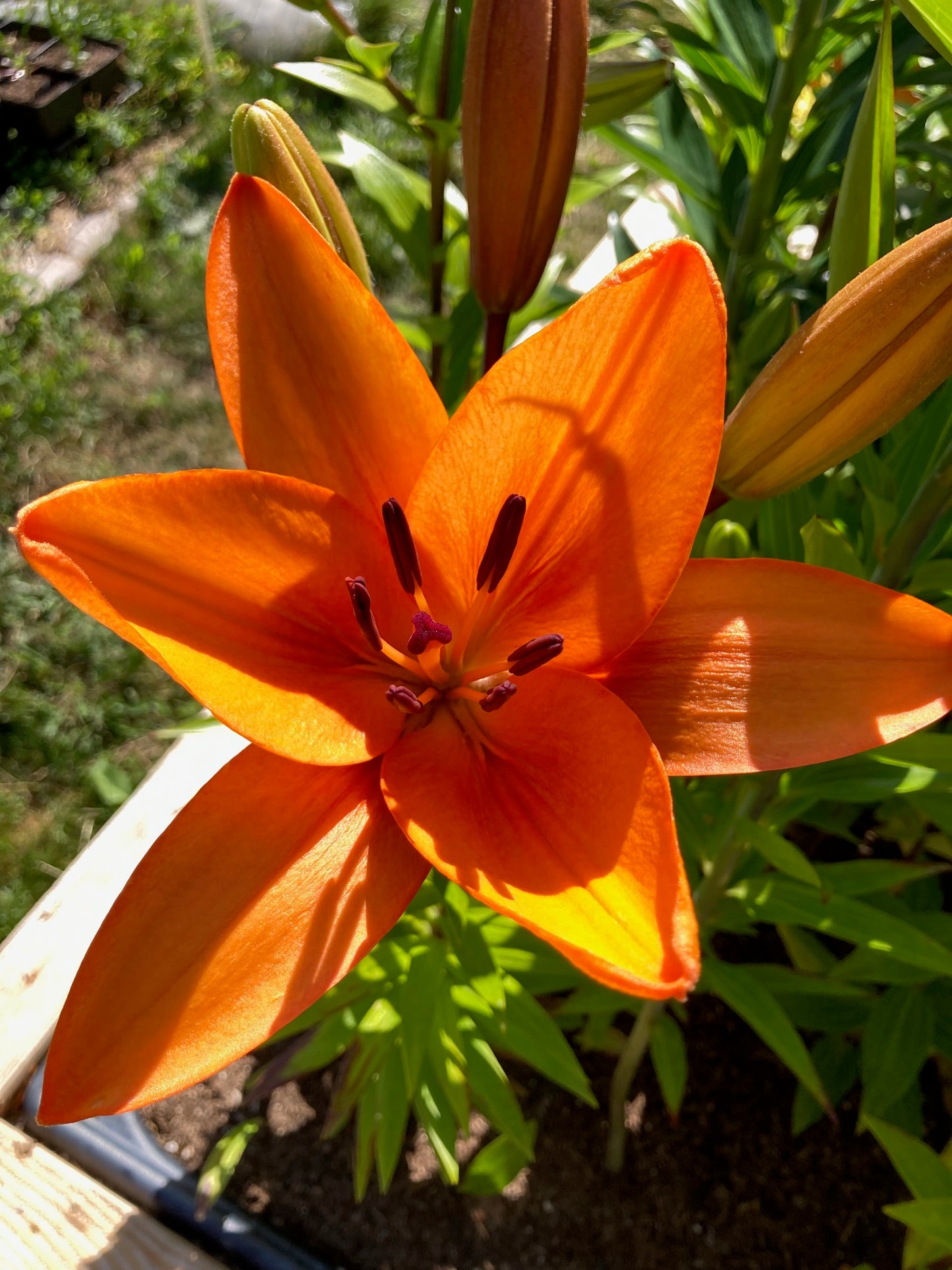 Asiatic Lily Bulbs