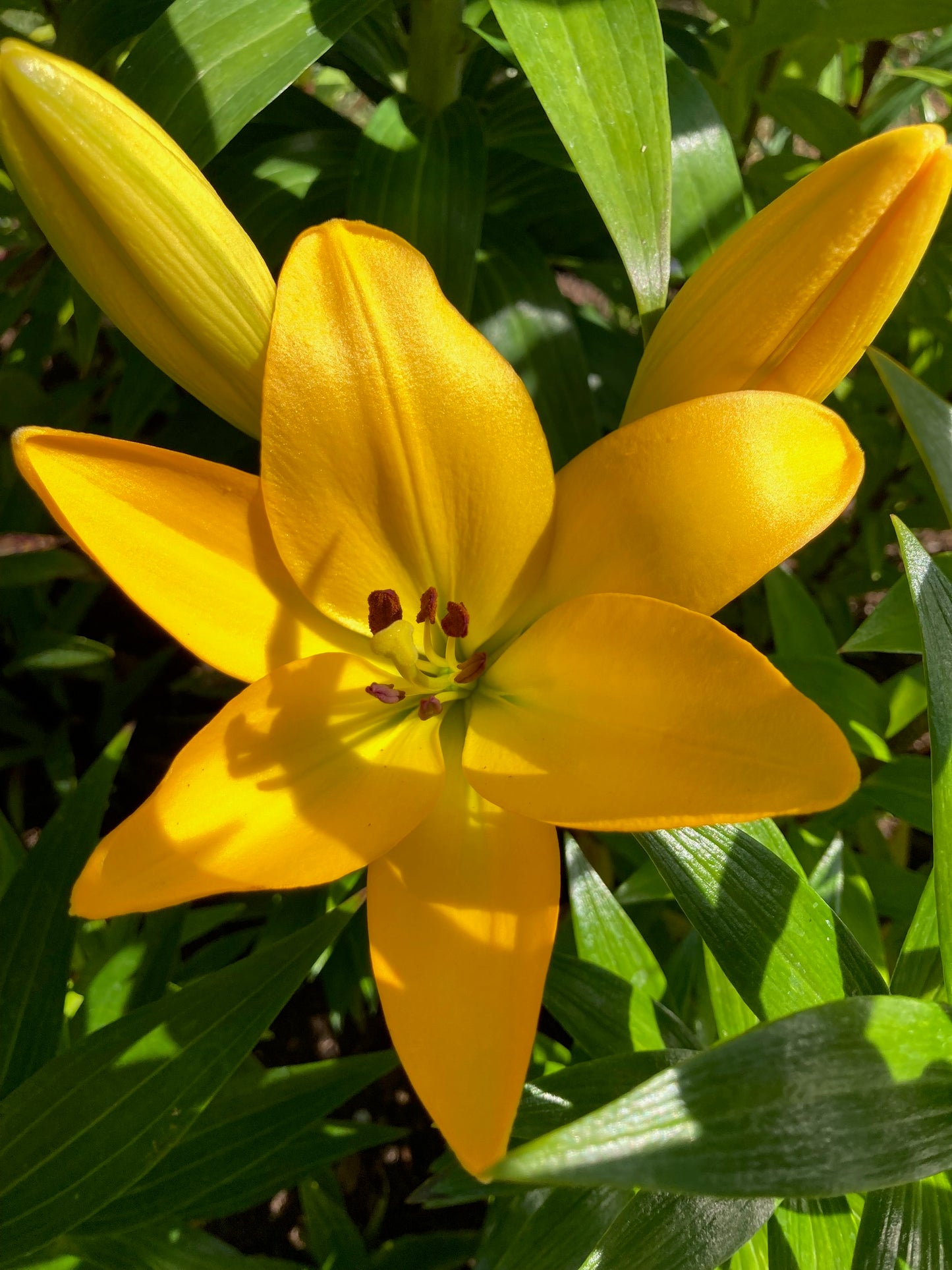 Asiatic Lily Bulbs
