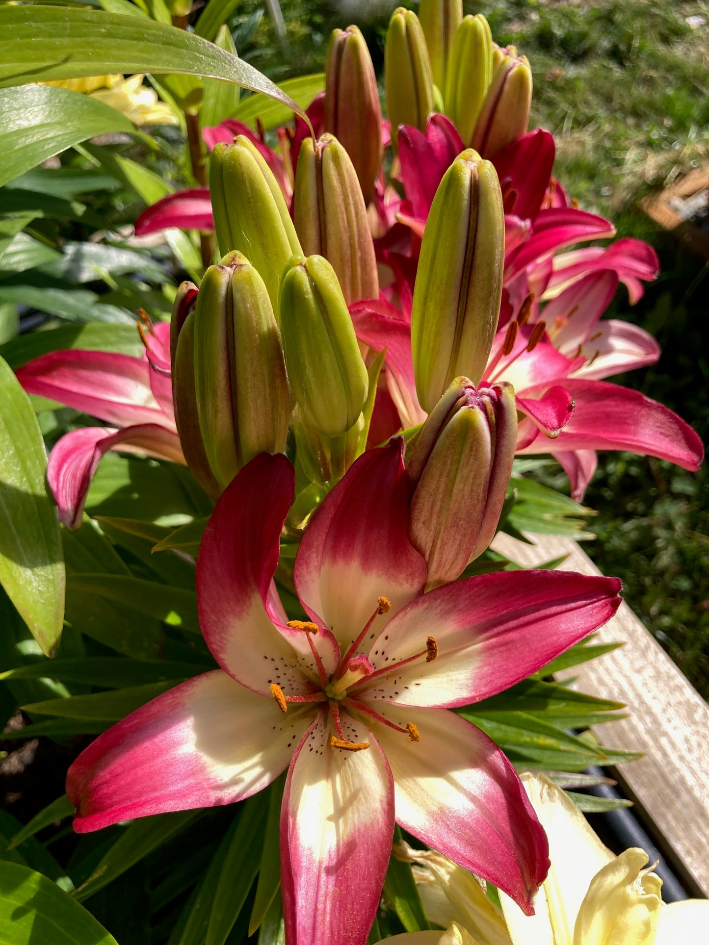 Asiatic Lily Bulbs