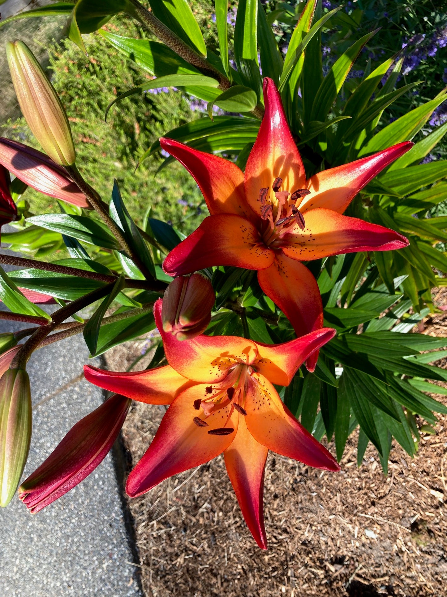 Asiatic Lily Bulbs