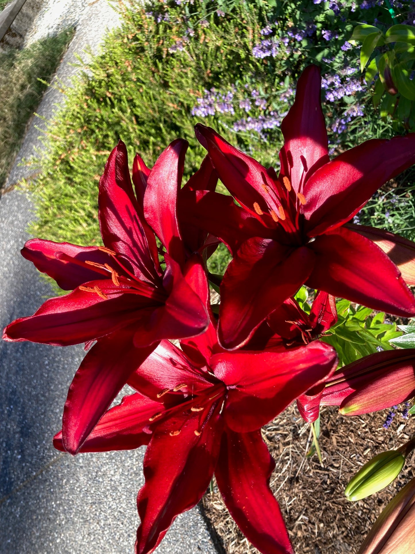 Asiatic Lily Bulbs