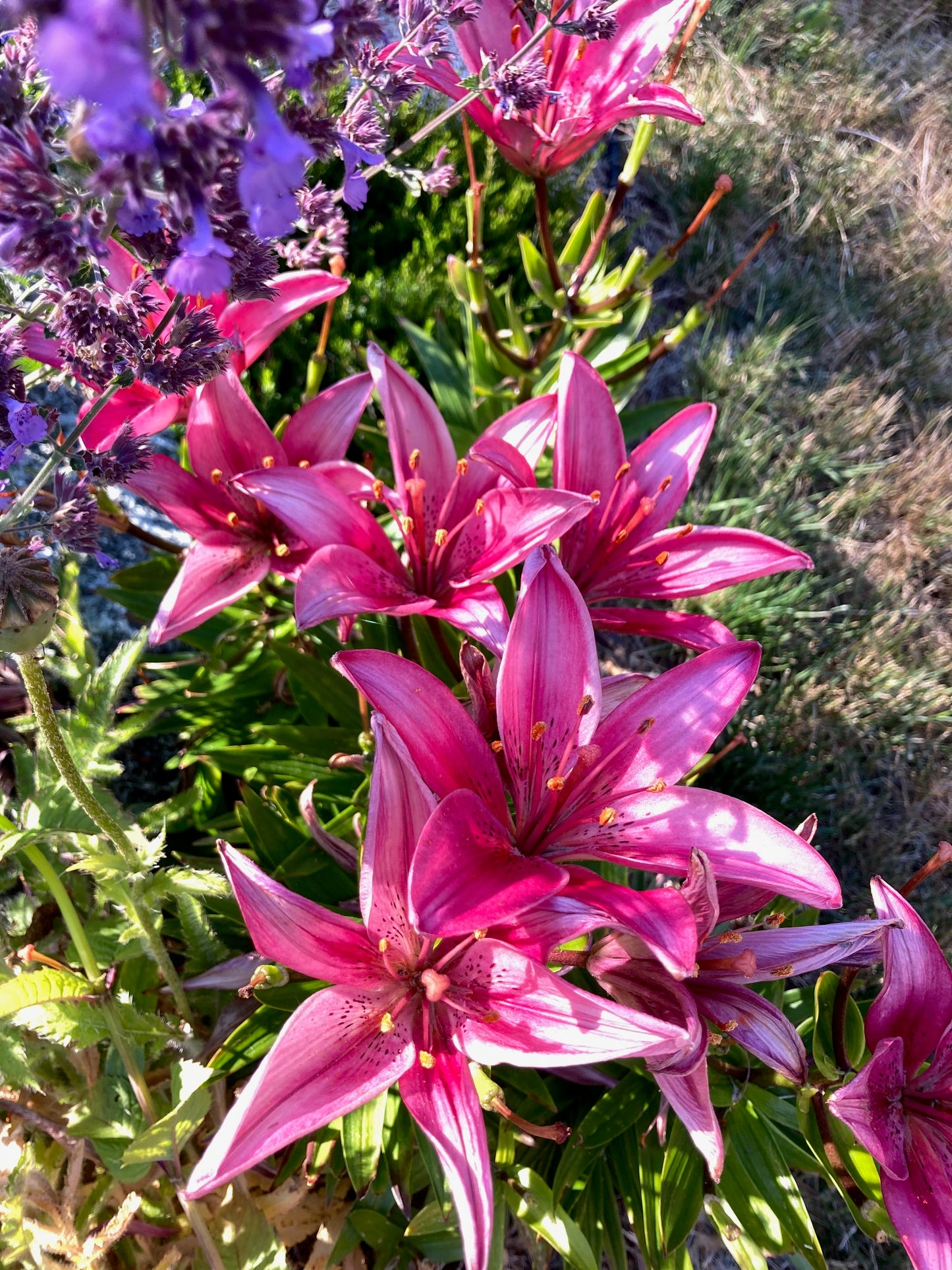 Asiatic Lily Bulbs