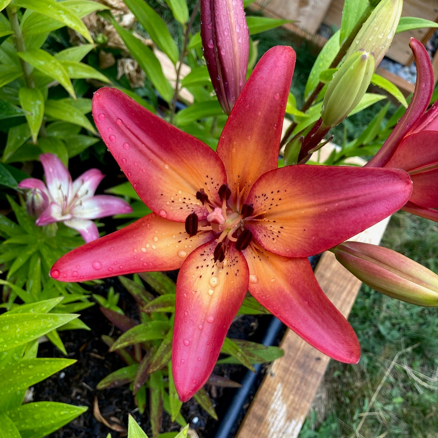 Asiatic Lily Bulbs
