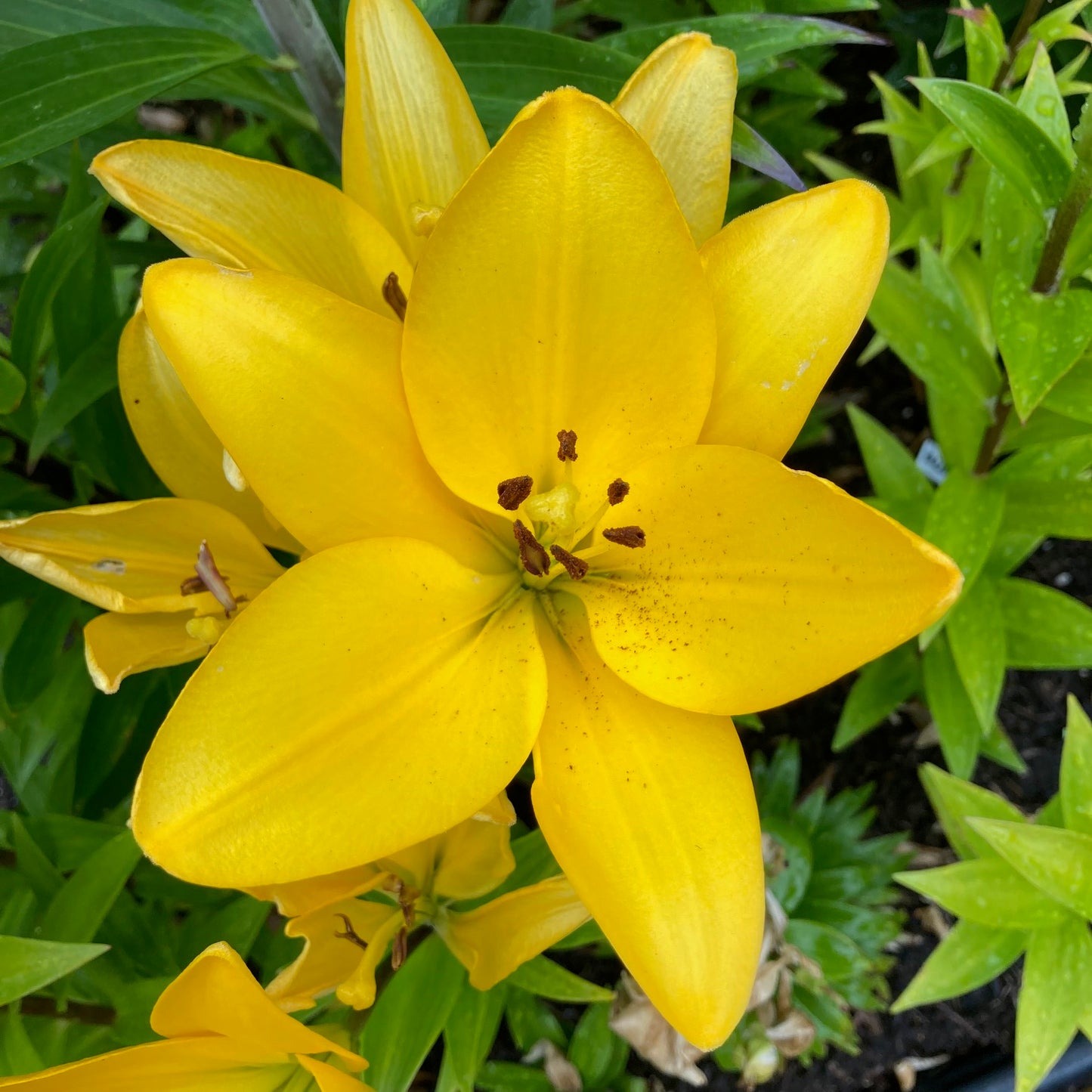Asiatic Lily Bulbs