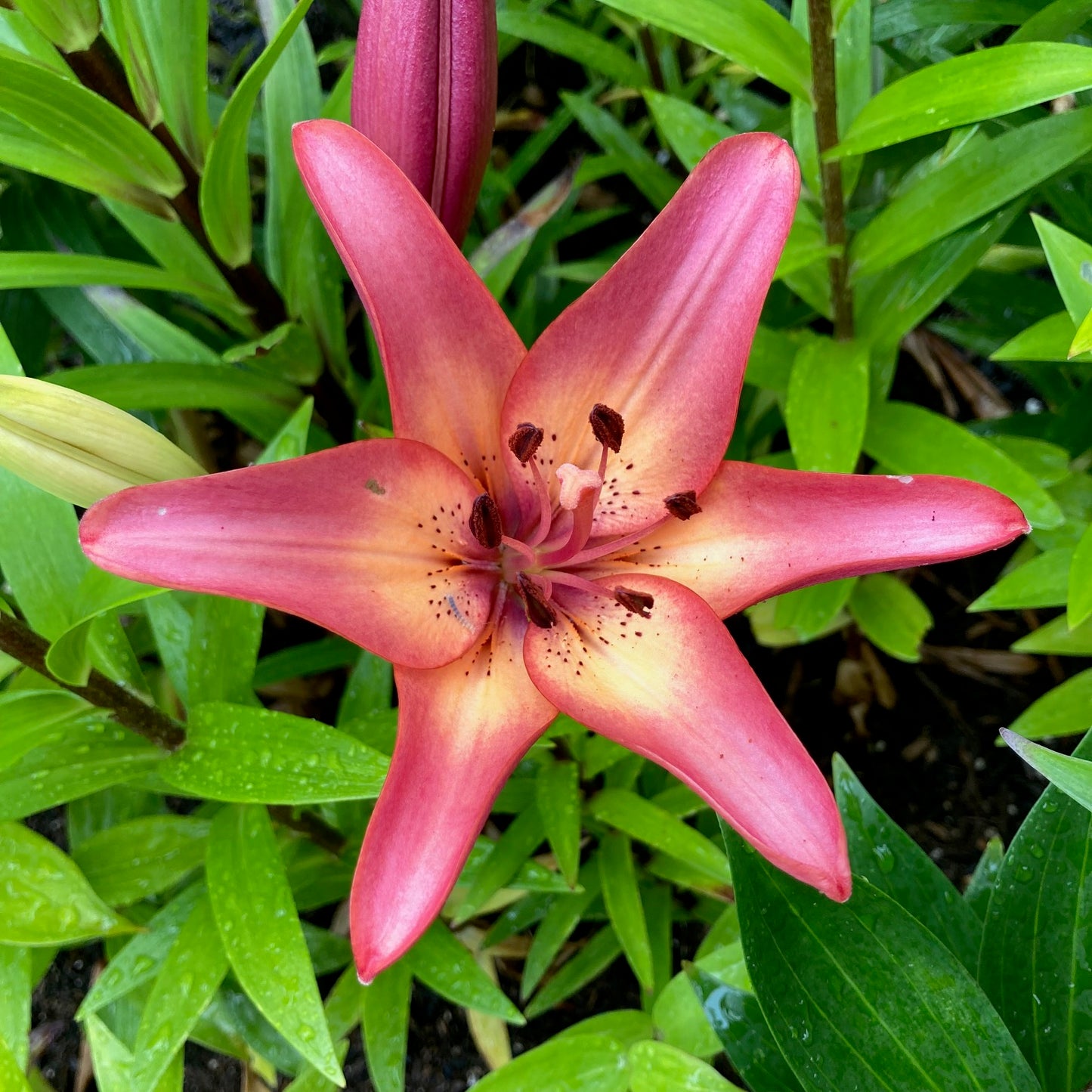Asiatic Lily Bulbs