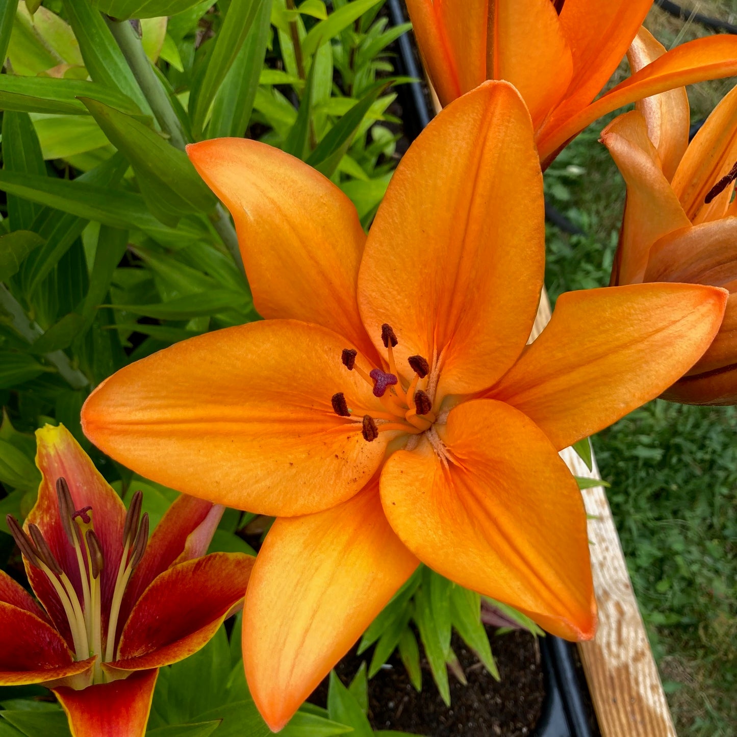 Asiatic Lily Bulbs