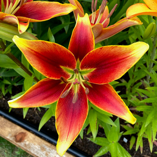 Asiatic Lily Bulbs