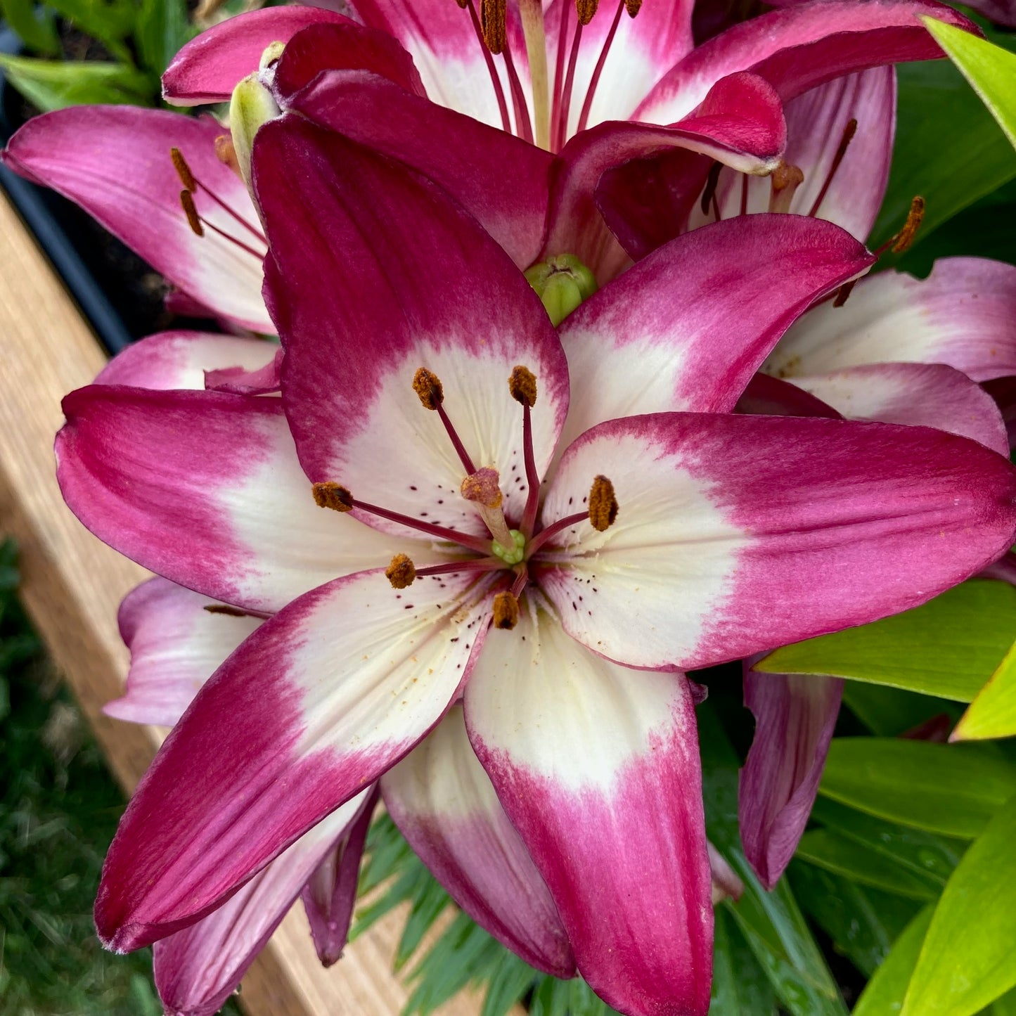 Asiatic Lily Bulbs