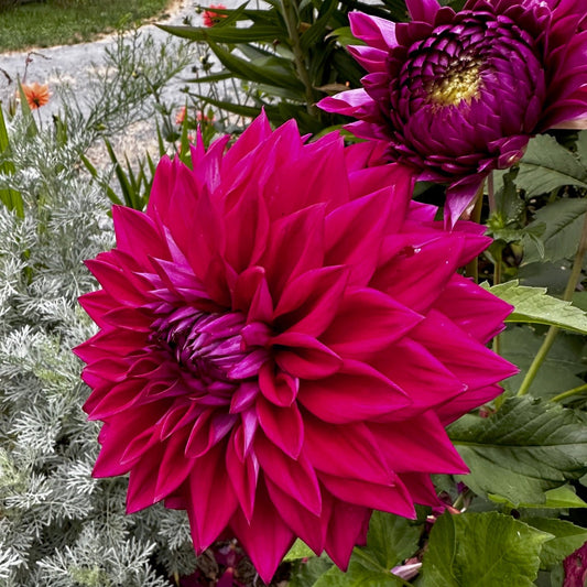 Dahlia 'I'm A Hottie'