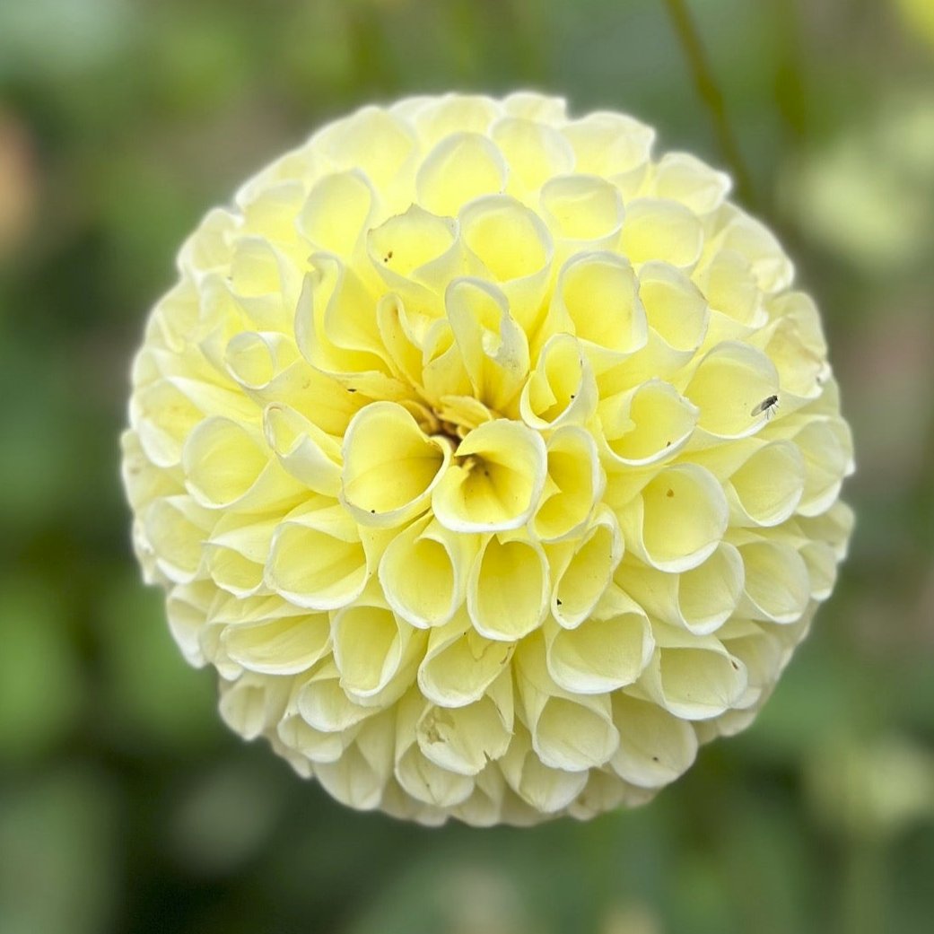 Dahlia 'Irish Moon'