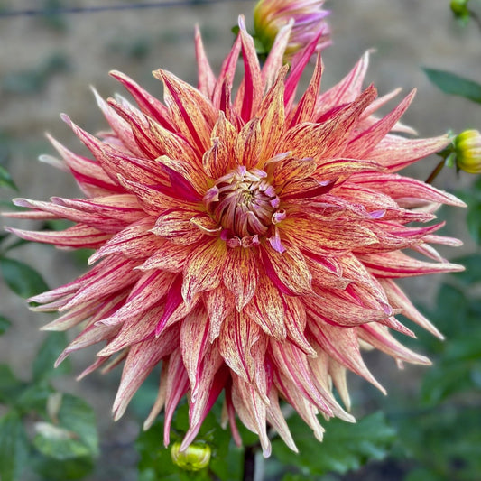Dahlia 'Jambalaya'