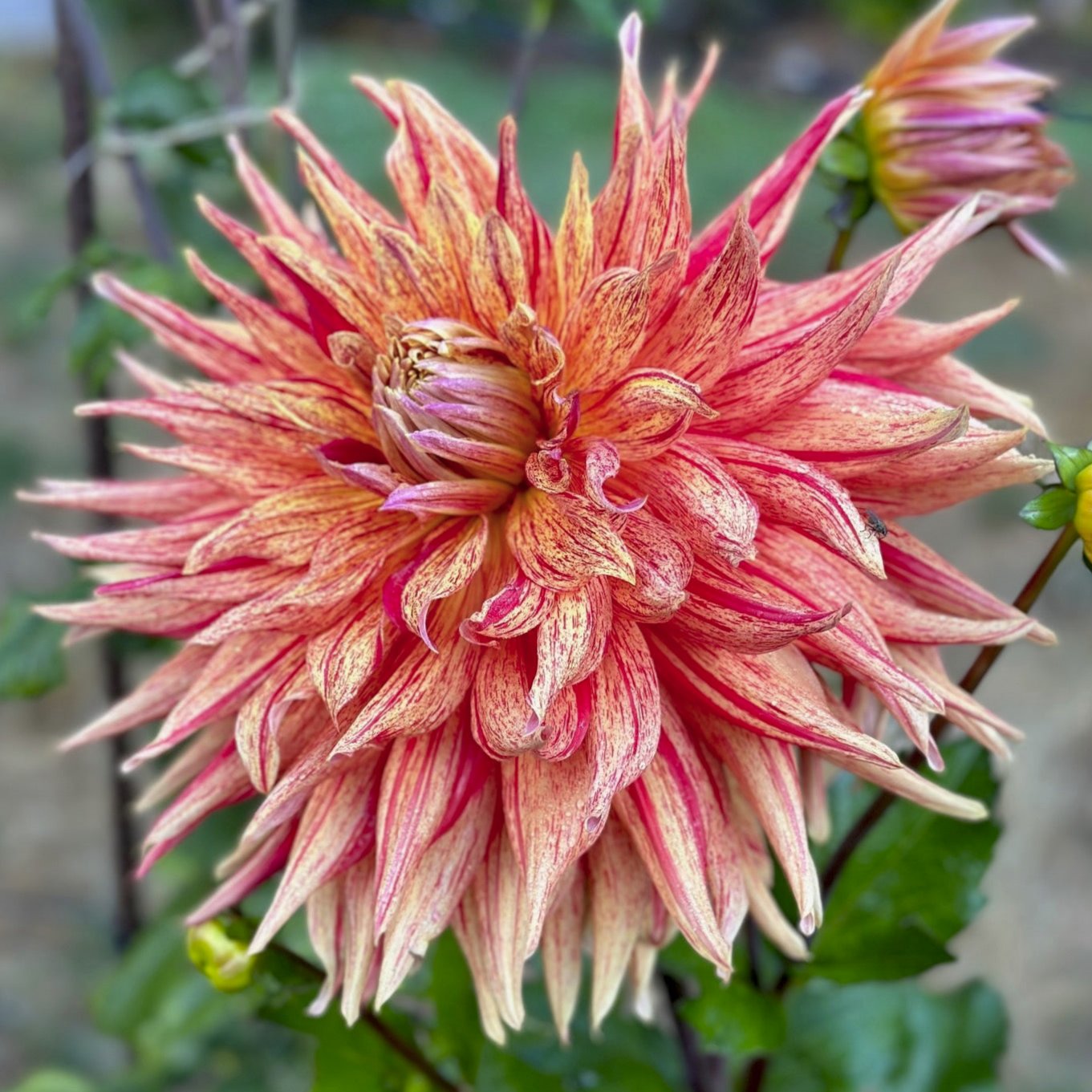 Dahlia 'Jambalaya'