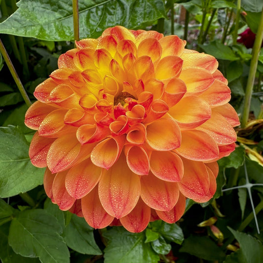 Dahlia 'Jowey Chantal'