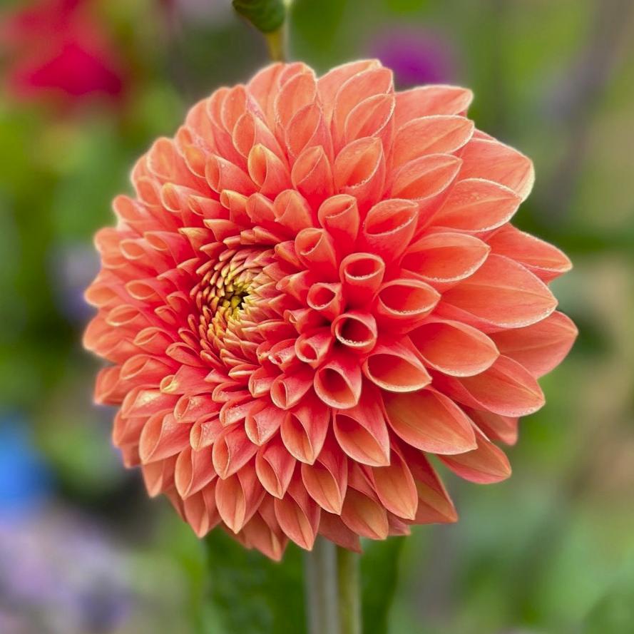 Dahlia 'Jowey Linda'