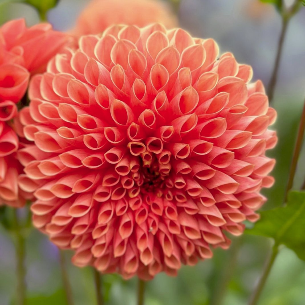 Dahlia 'Jowey Linda'