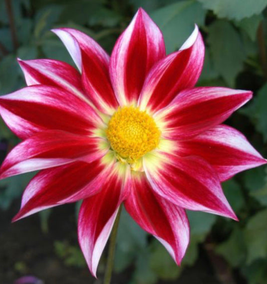 Dahlia 'Junkyard Dog'