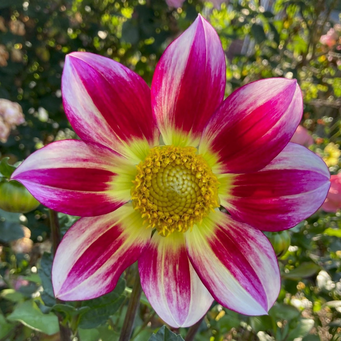 Dahlia 'Junkyard Dog'