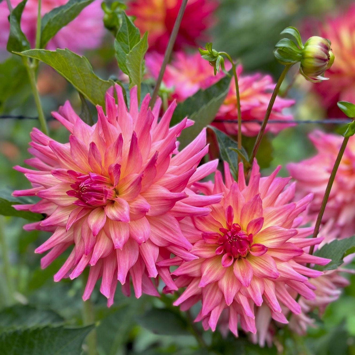 Dahlia 'Just Peachy'