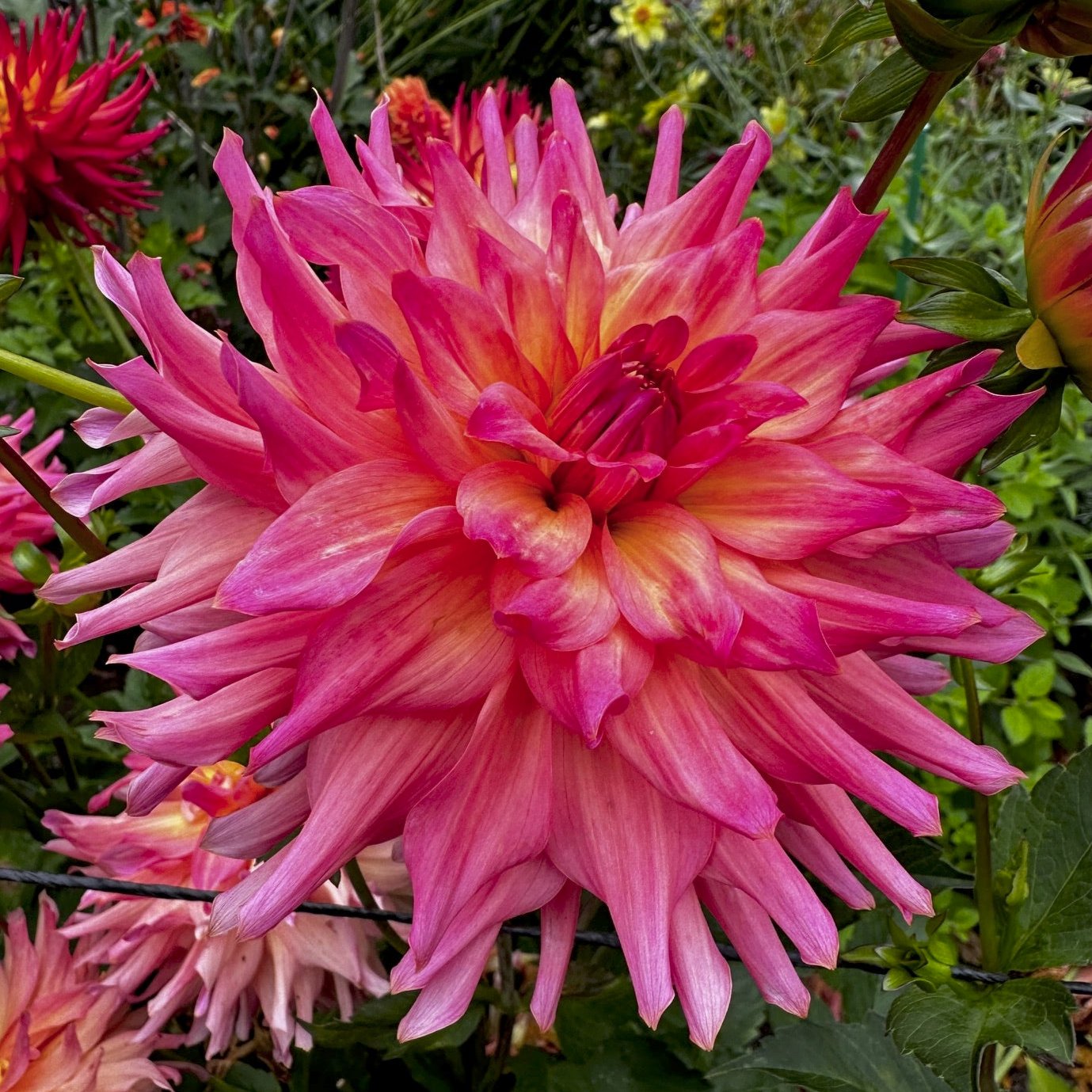 Dahlia 'Just Peachy'