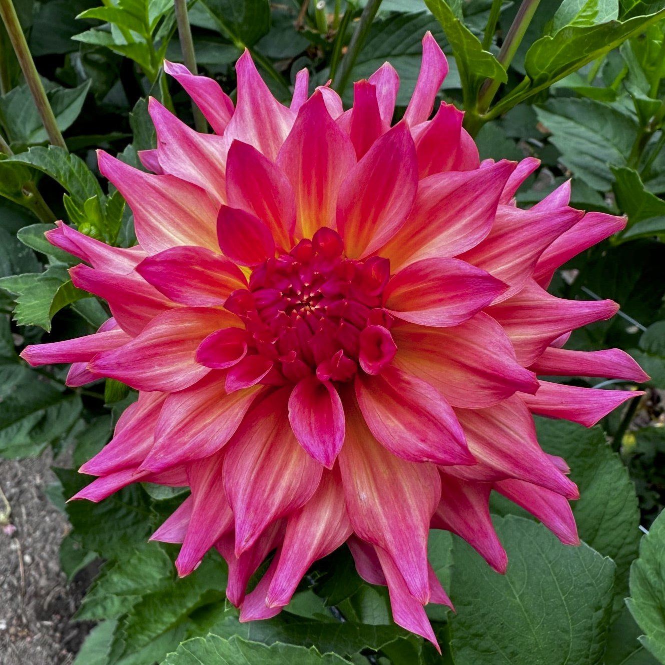 Dahlia 'Just Peachy'