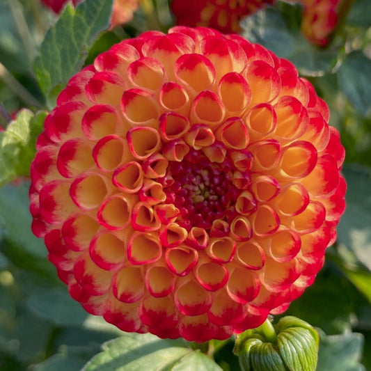 Dahlia 'Kasasagi'