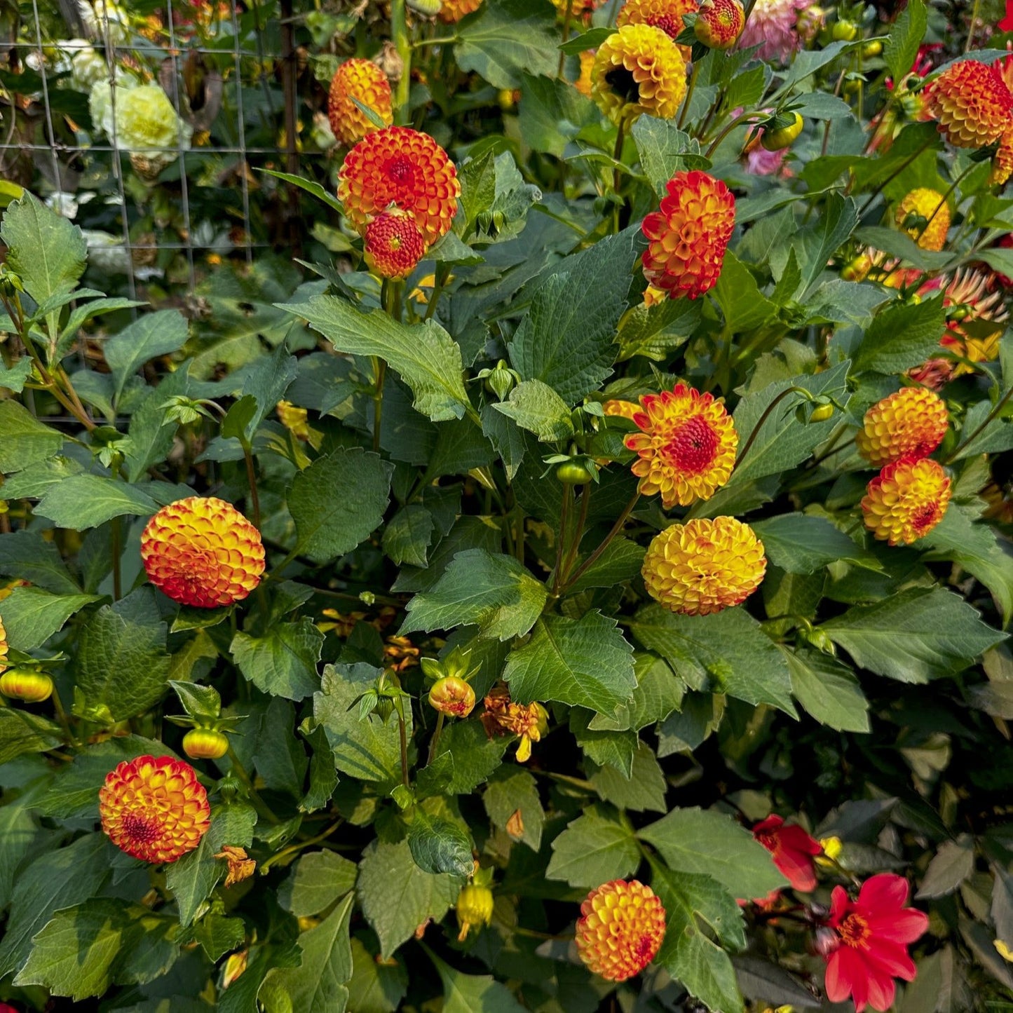 Dahlia 'Kasasagi'