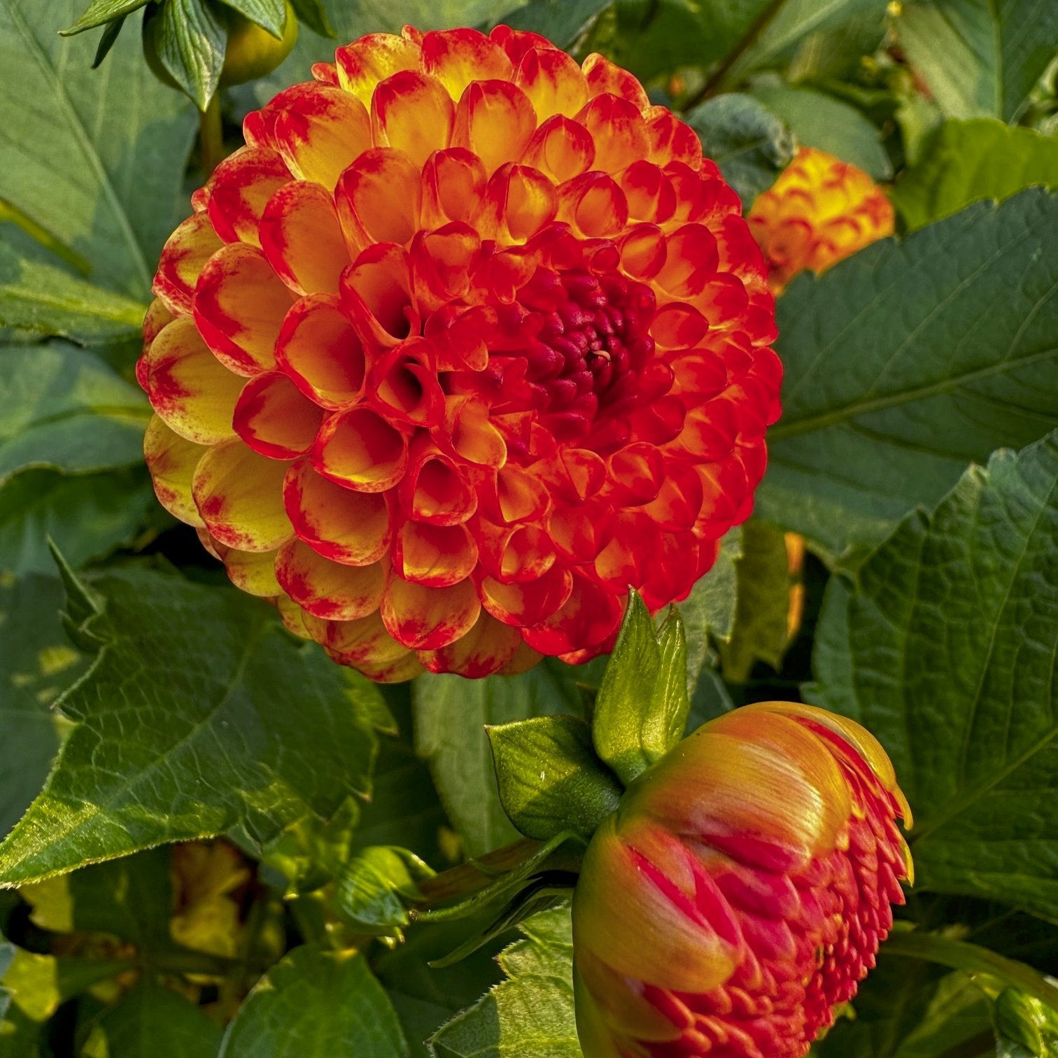 Dahlia 'Kasasagi'
