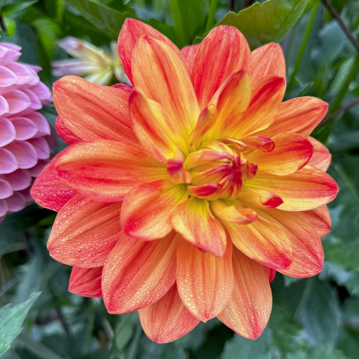Dahlia 'Ken's Flame'