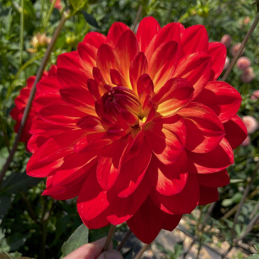 Dahlia 'Ken's Flame'