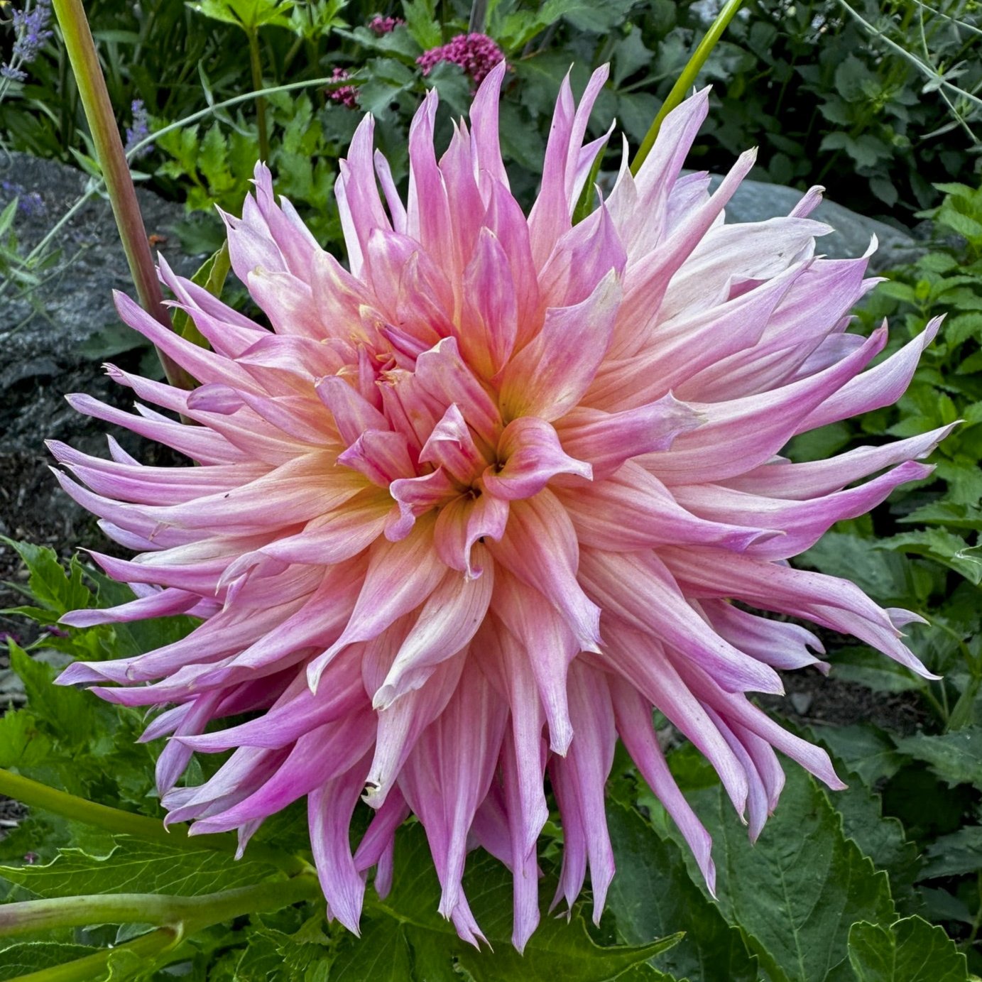 Dahlia 'Lakeview Curley'