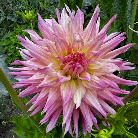 Dahlia 'Lakeview Curley'