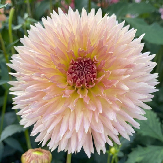 Dahlia 'Lakeview Peach Fuzz'