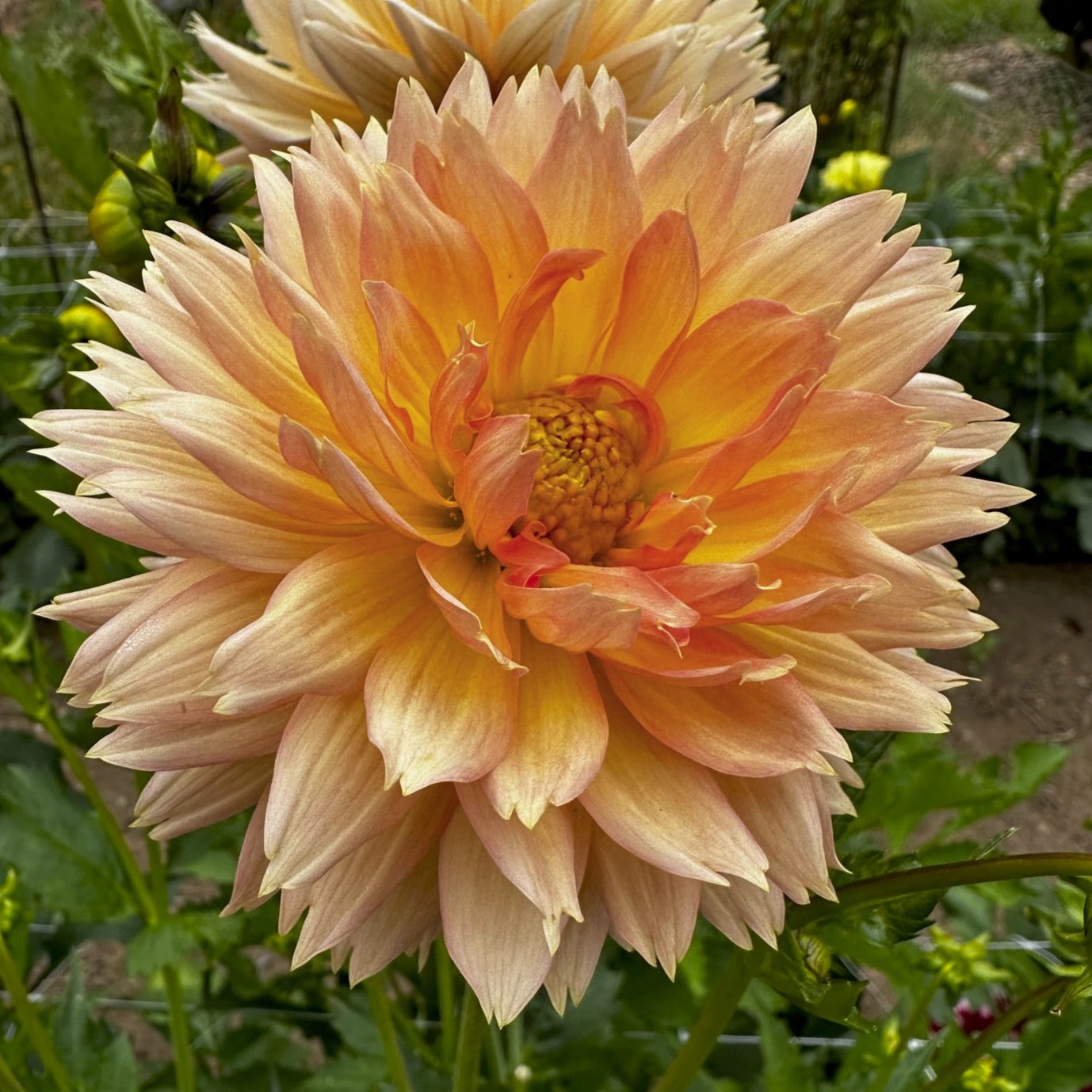 Lakeview_Peach_Fuzz_