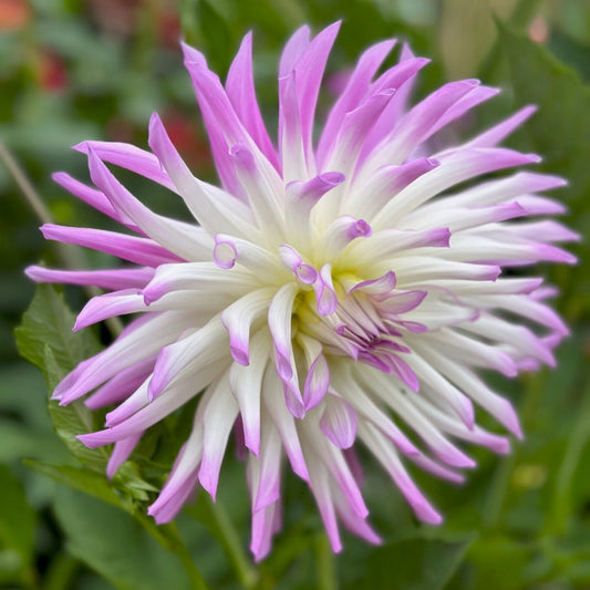 Dahlia 'Lavender Chiffon'