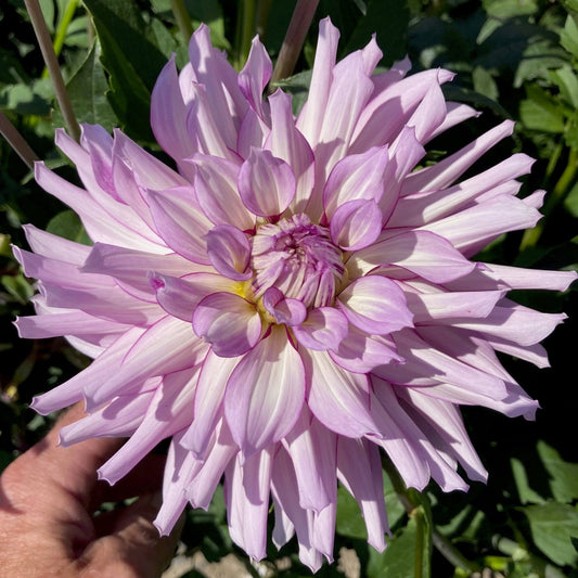 Dahlia 'Leila Savanna Rose'