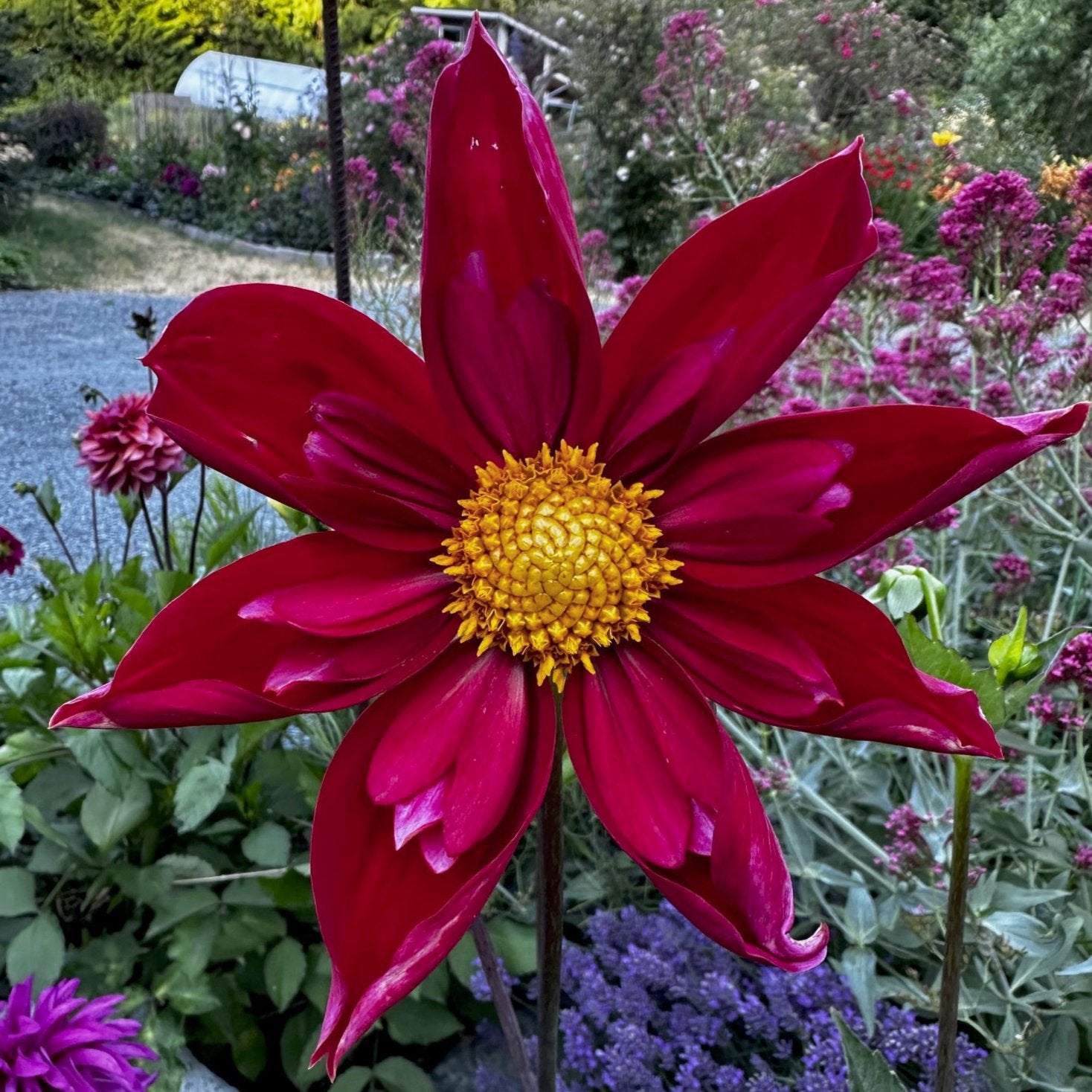 Dahlia 'Mars'
