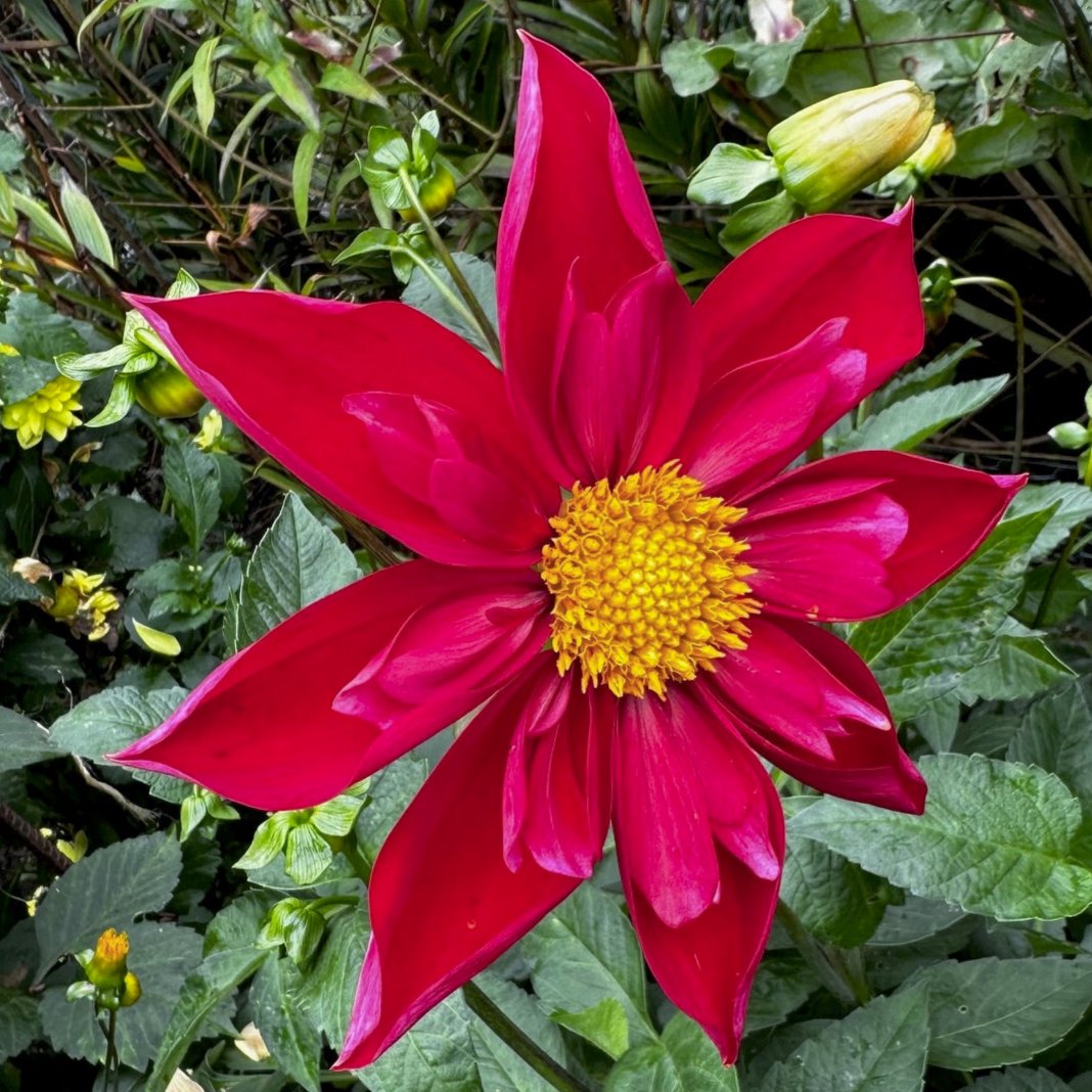 Dahlia 'Mars'
