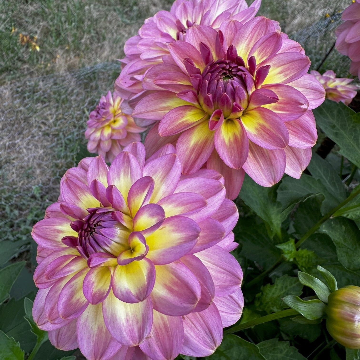 Dahlia 'Miss Molly'