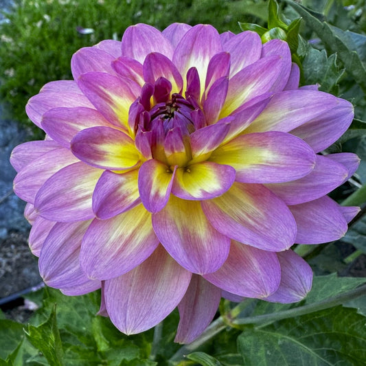 Dahlia 'Miss Molly'