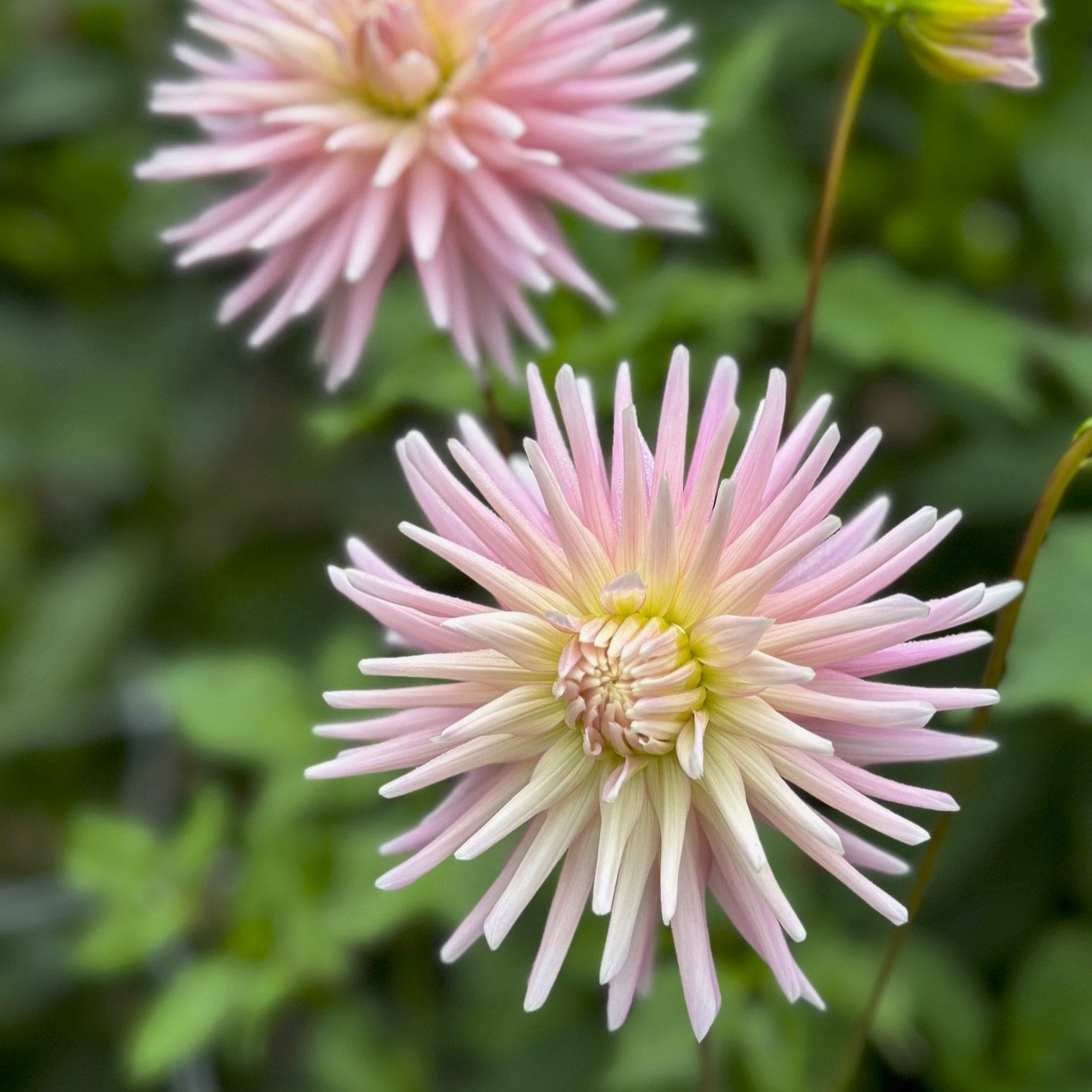 Dahlia 'Miss Rose Fletcher'